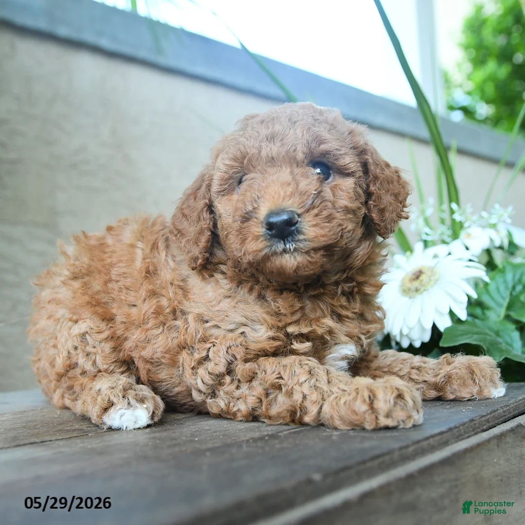 Miniature Poodle dogs for sale: Giggles - Ad 3
