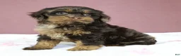 Cockapoo dogs for sale: Magdalena 🍓 - Ad 5