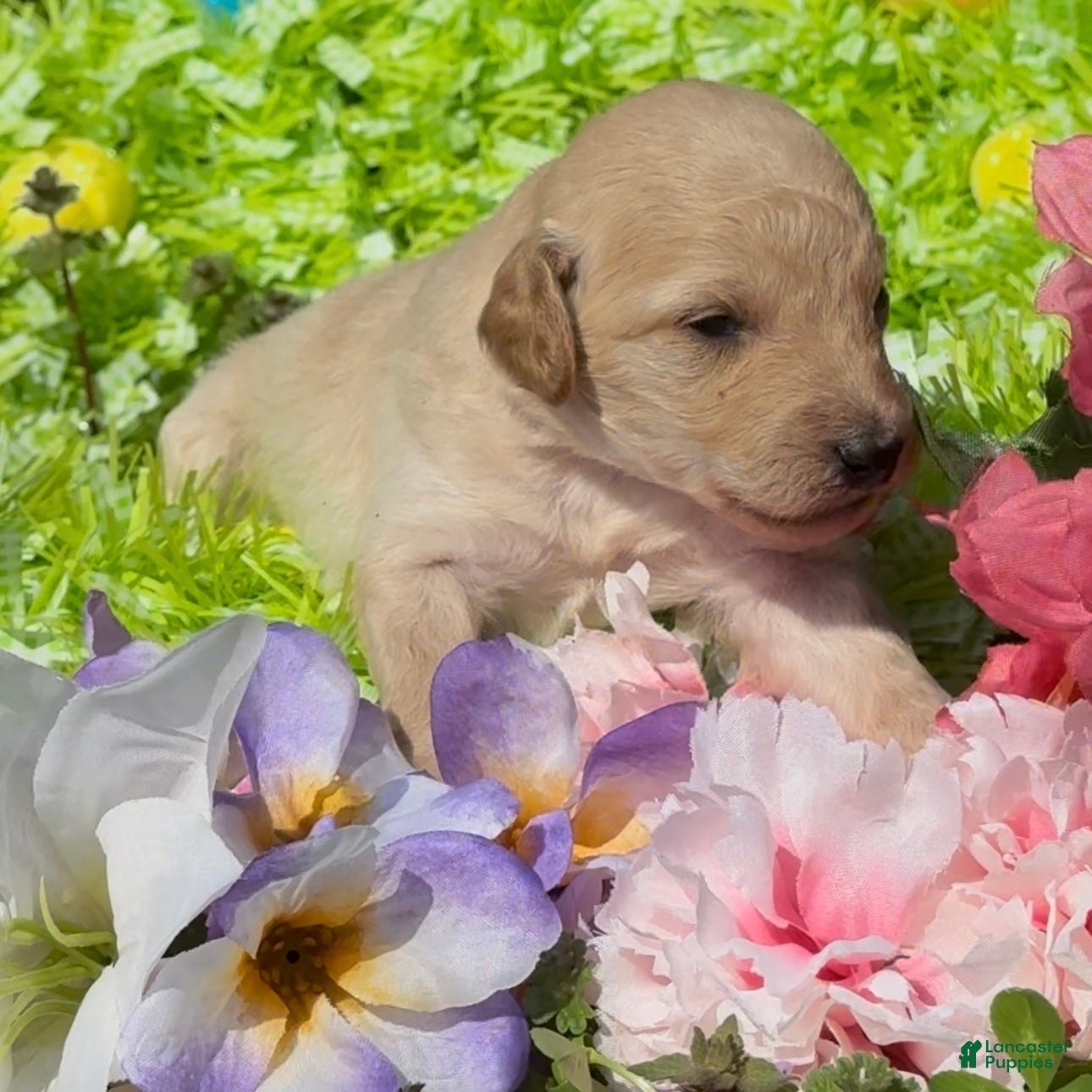 Mini Goldendoodle dogs Bud - Ad 1