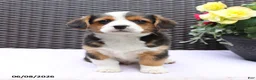 Mixed Breed dogs for sale: Cooper - Ad 5