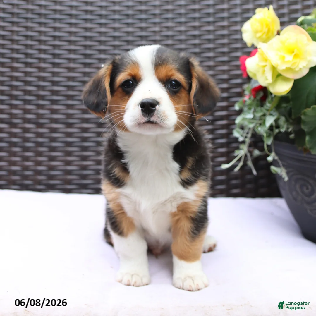 Mixed Breed dogs for sale: Cooper - Ad 5