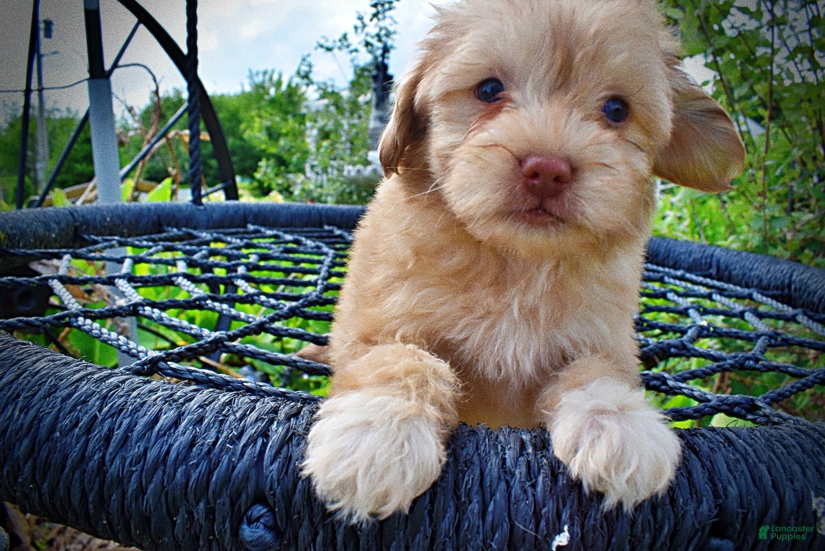 Havapoo dogs Peanut - Ad 2
