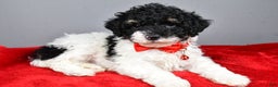 Miniature Poodle dogs for sale: Alexander - Ad 4