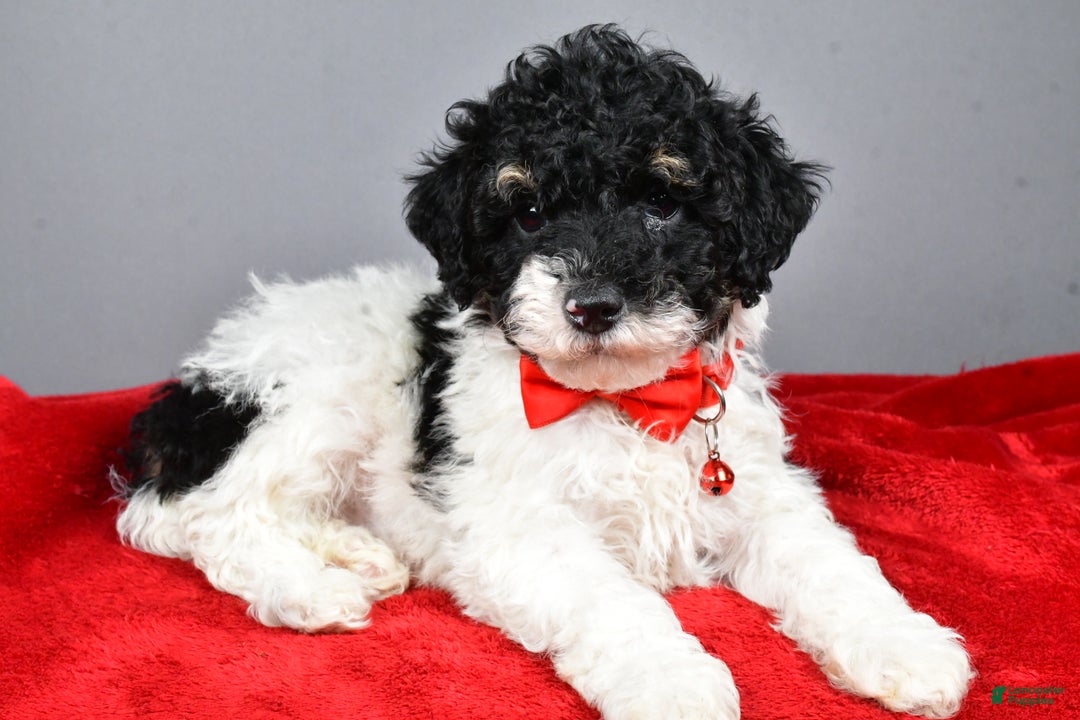 Miniature Poodle dogs for sale: Alexander - Ad 4