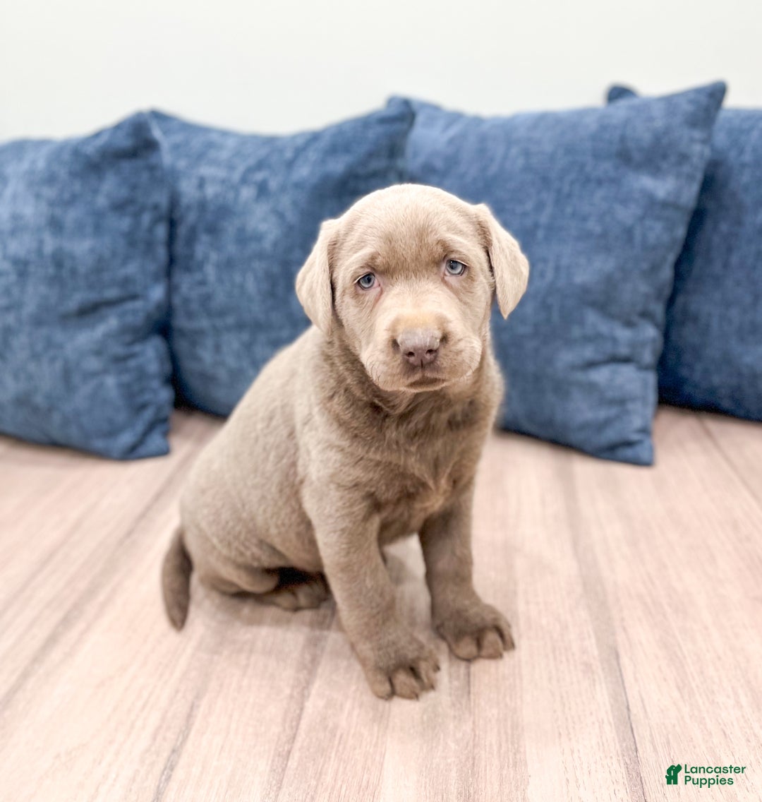 Labrador Retriever dogs for sale: Stormy - Ad 3