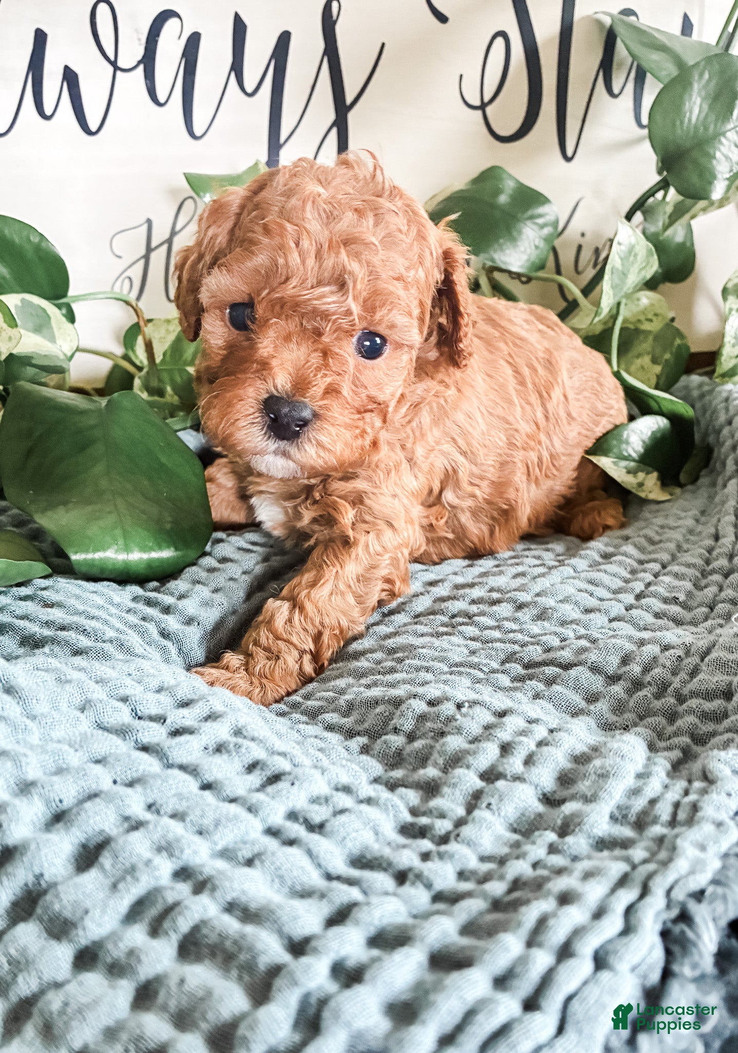 Cavapoo dogs Honey - Ad 1