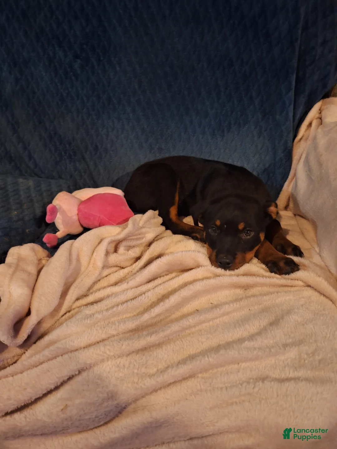 Rottweiler dogs for sale: Rottweiler Puppy 5 - Ad 8