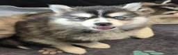 Pomsky dogs for sale: Black mini - Ad 3