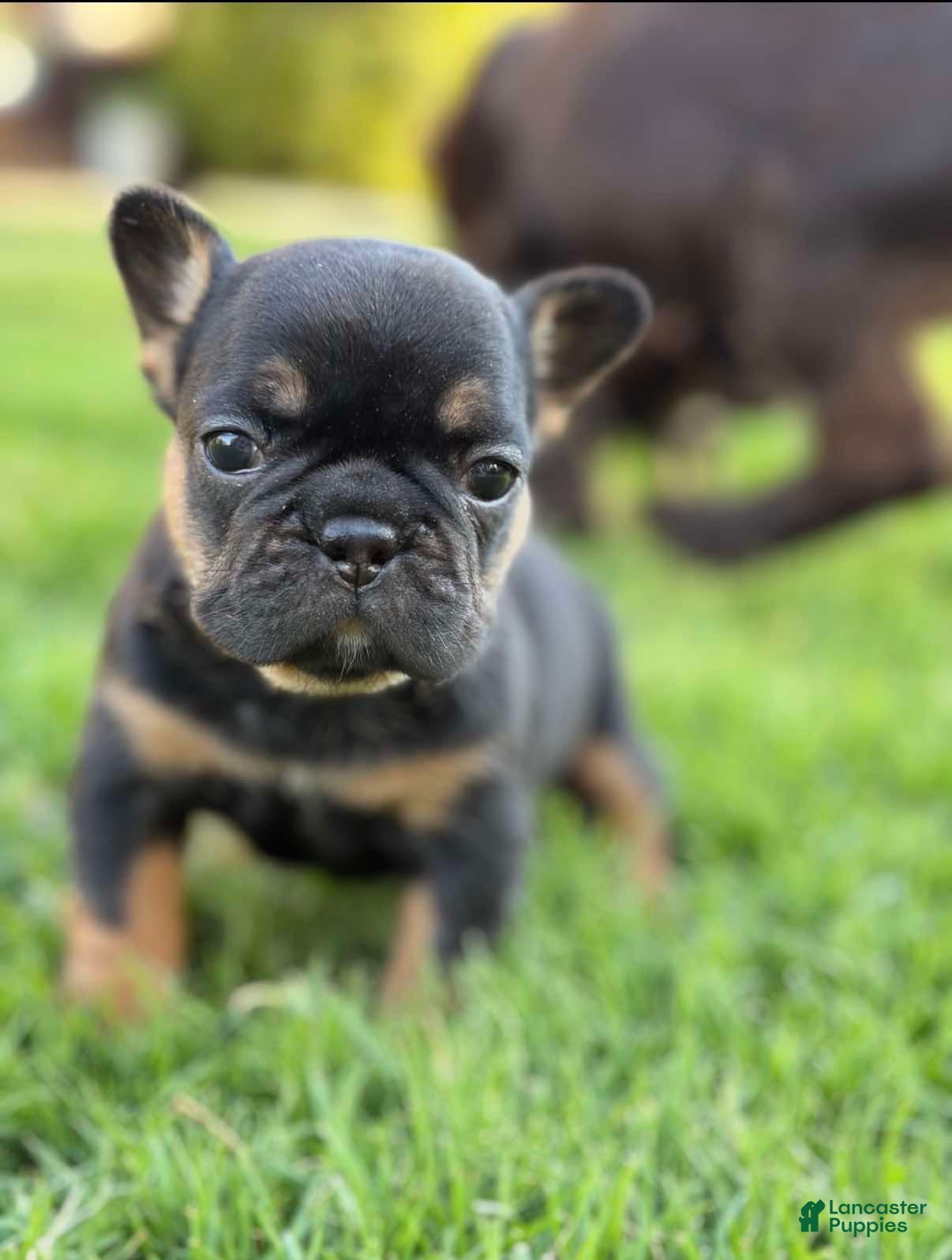 French Bulldog dogs for sale: Coco - Ad 3