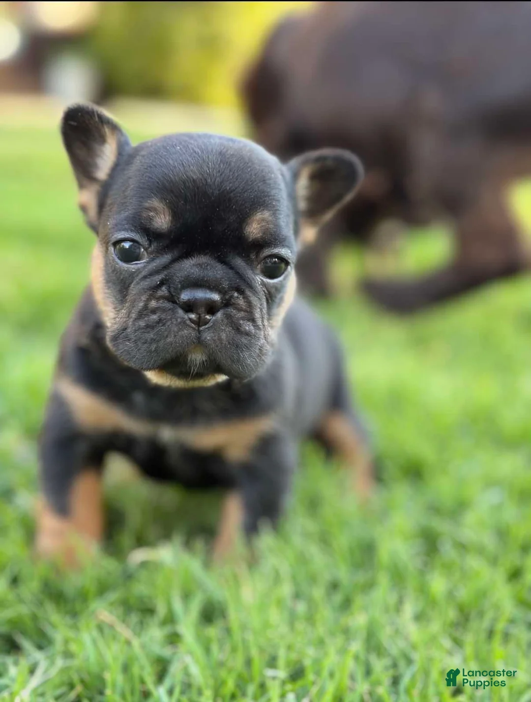 French Bulldog dogs for sale: Coco - Ad 1