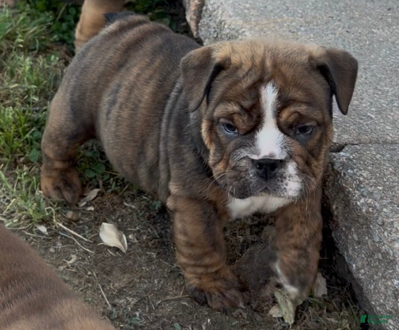 English Bulldog dogs English Bulldog Puppy 1 - Ad 40