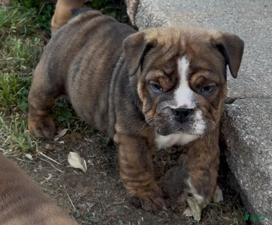 English Bulldog dogs for sale: English Bulldog Puppy 1 - Ad 1