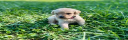 Goldendoodle dogs for sale: Goldendoodle 4 - Ad 2