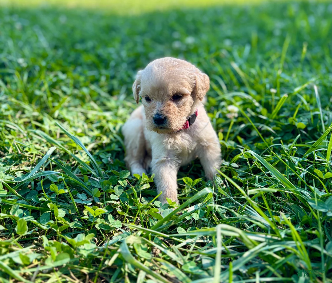 Goldendoodle dogs for sale: Goldendoodle 4 - Ad 2