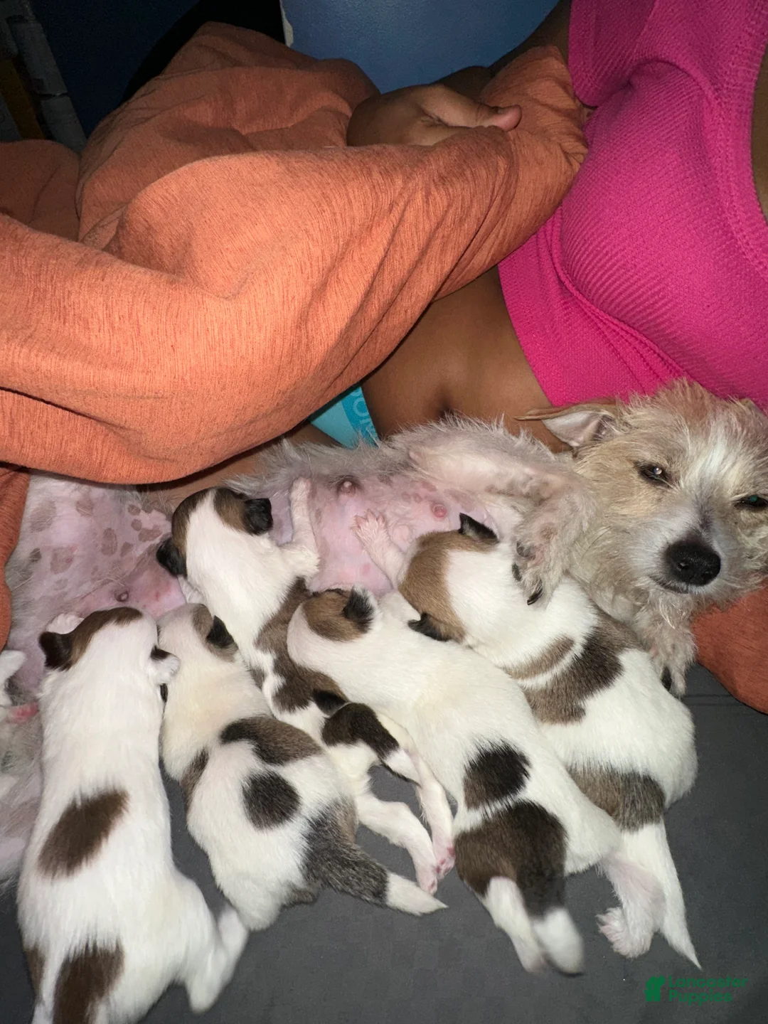 Mixed Breed dogs for sale: Mixed Breed 4 - Ad 2