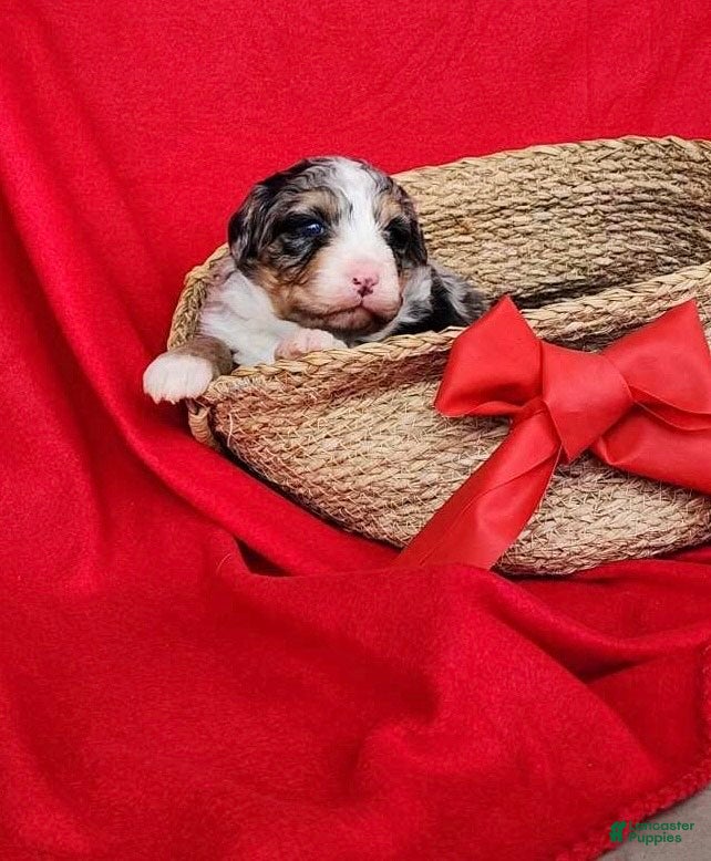 Mini Bernedoodle dogs for sale: lucy - Ad 2