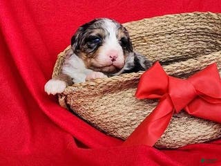 Mini Bernedoodle dogs lucy - Ad 40