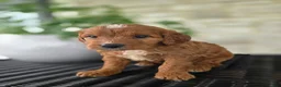 Mini Goldendoodle dogs for sale: Mini Goldendoodle Puppy 4 - Ad 6