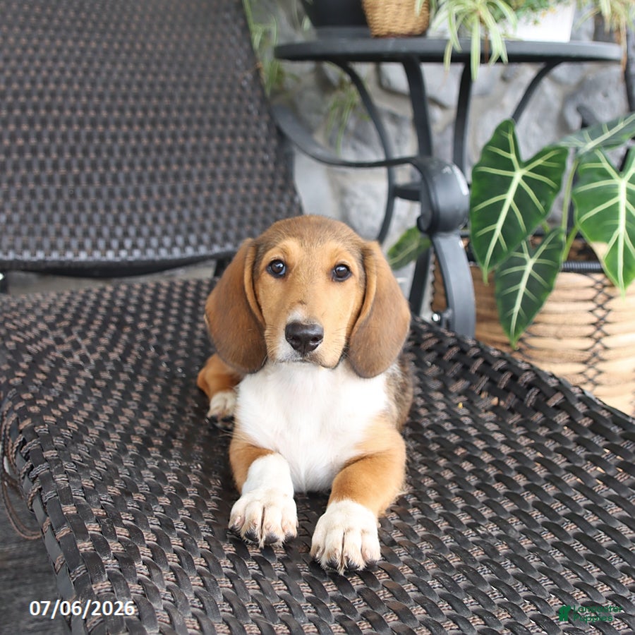Mixed Breed dogs Carly - Ad 1