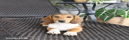 Mixed Breed dogs for sale: Carly - Ad 1