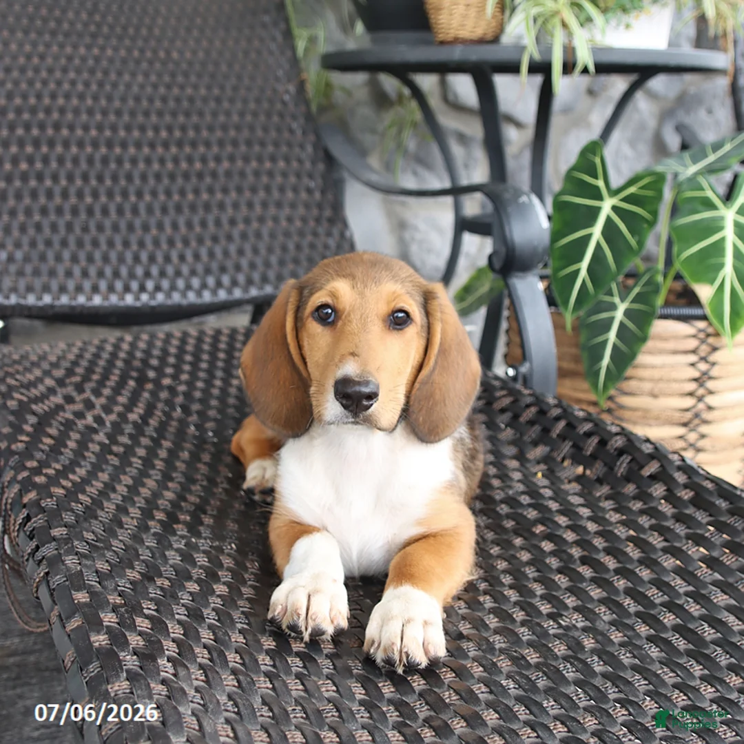 Mixed Breed dogs for sale: Carly - Ad 1