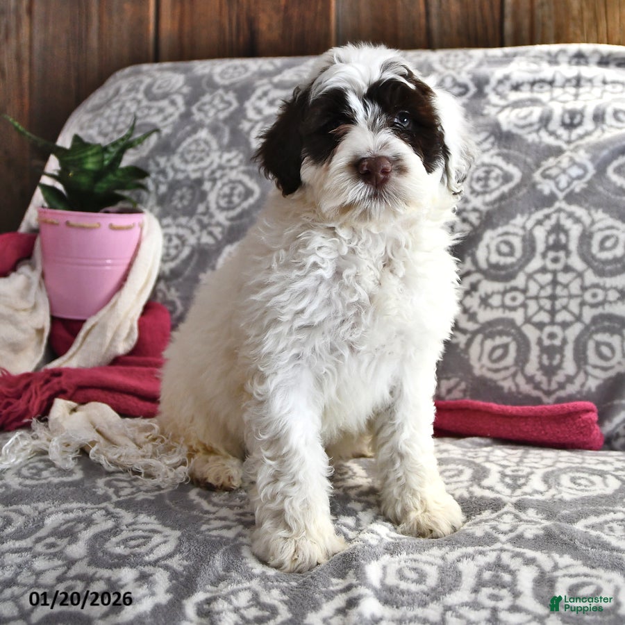 Portuguese Water Dog dogs Doodles - Ad 7