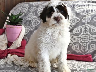 Portuguese Water Dog dogs Doodles - Ad 9