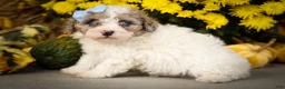 Miniature Poodle dogs for sale: Juno🦴  - Ad 19
