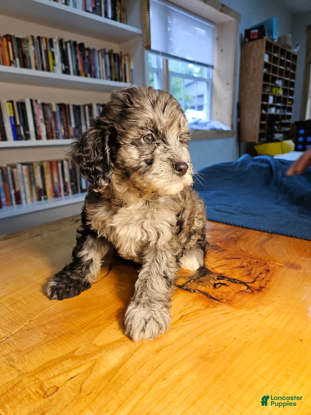 Mixed Breed dogs for sale: Cocoa - Ad 4