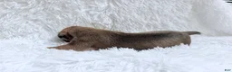 Great Dane dogs for sale: Hazelnut - Ad 3