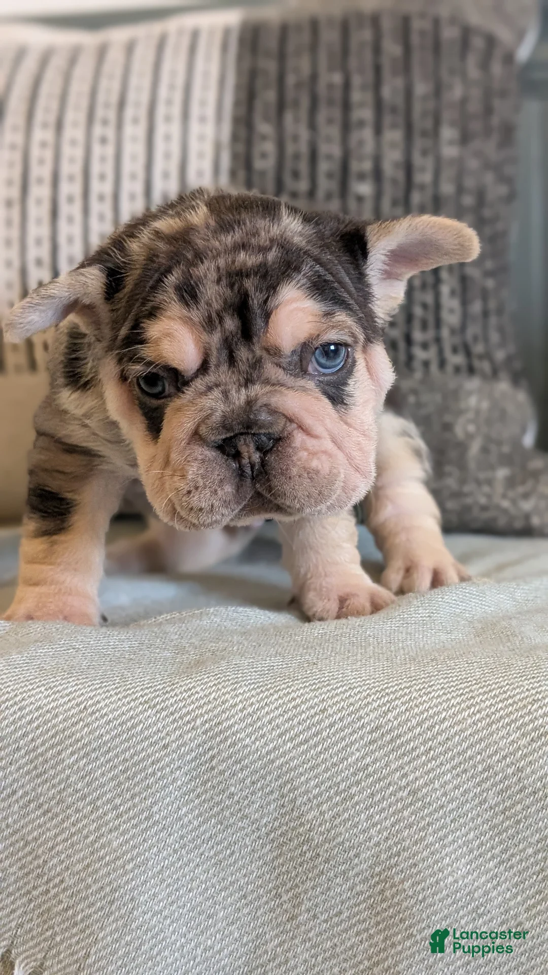 French Bulldog dogs for sale: Rocco - Ad 7