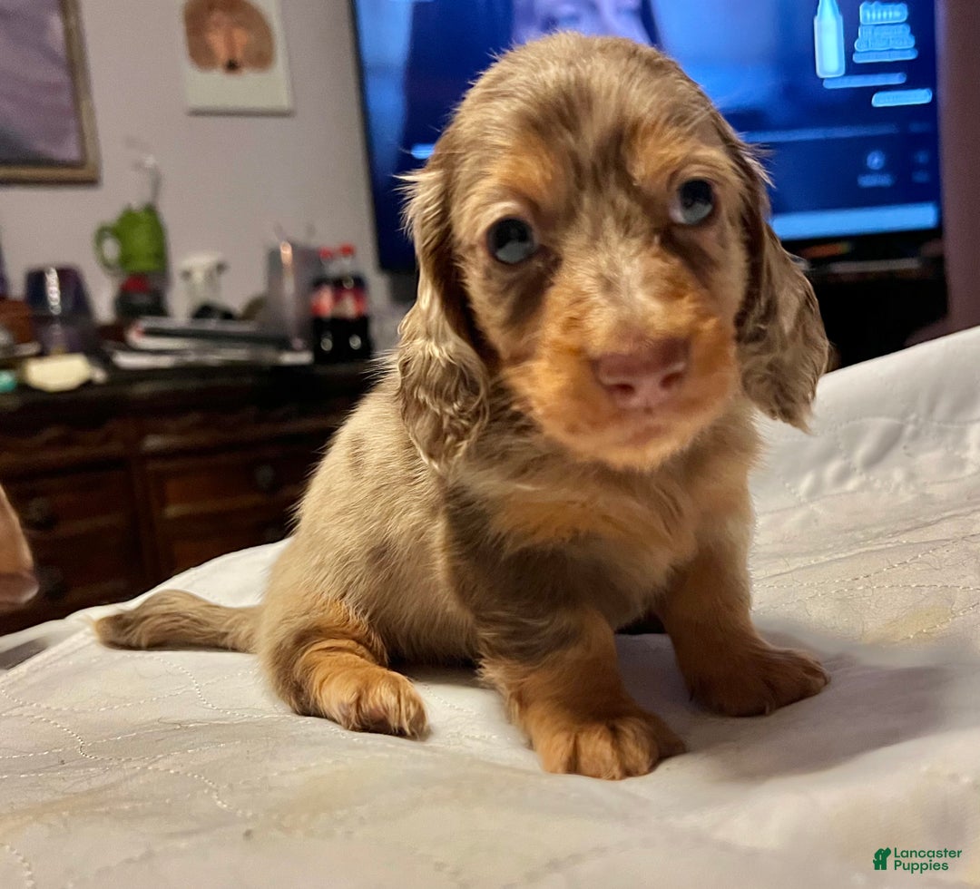 Miniature Dachshund dogs for sale: Miniature Dachshund Puppy 1 - Ad 4