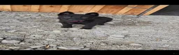 German Shepherd dogs for sale: Rose - Ad 3