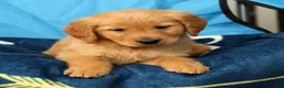 Golden Retriever dogs for sale: Tipper - Ad 6