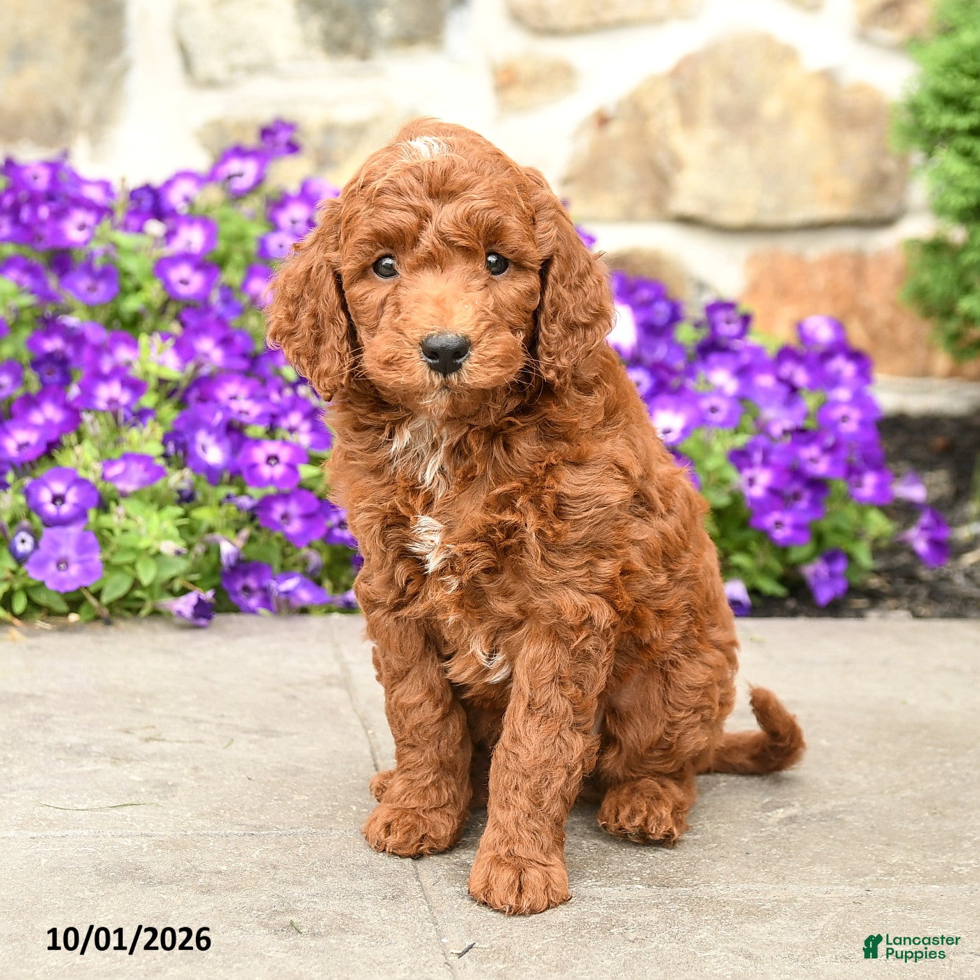 Mini Goldendoodle dogs Toby  - Ad 2