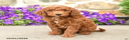 Mini Goldendoodle dogs for sale: Toby  - Ad 2