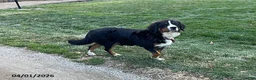 Bernese Mountain Dog dogs for sale: Milo - Ad 4