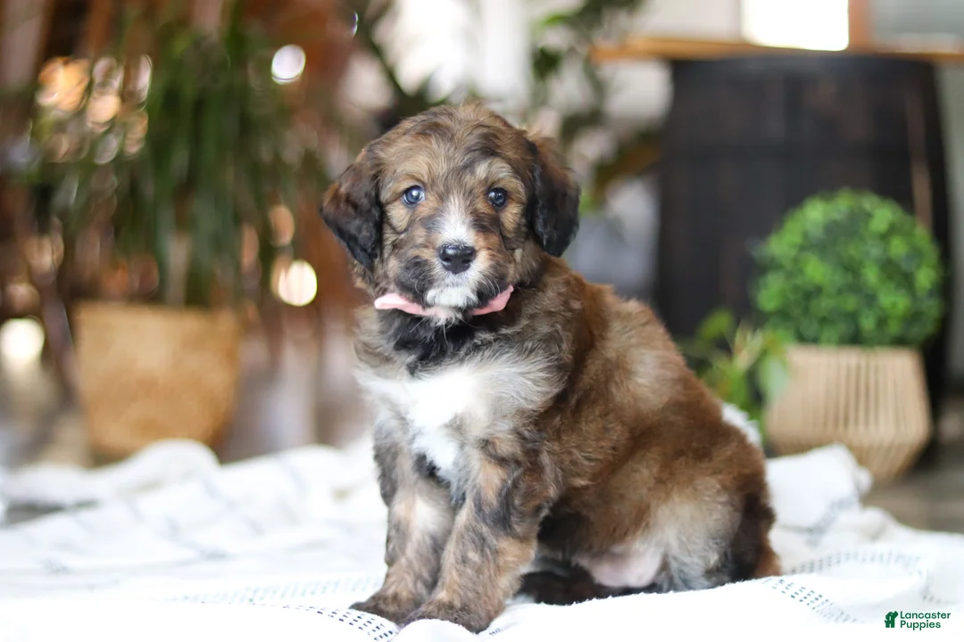 Bernedoodle dogs for sale: Charm - Ad 2