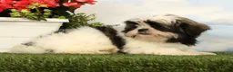 Shih Tzu dogs for sale: Luna - Ad 4
