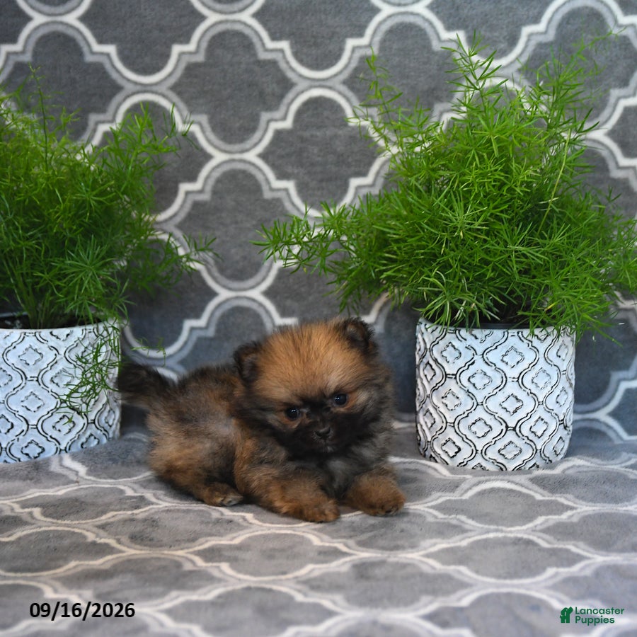 Pomeranian dogs Raina - Ad 2