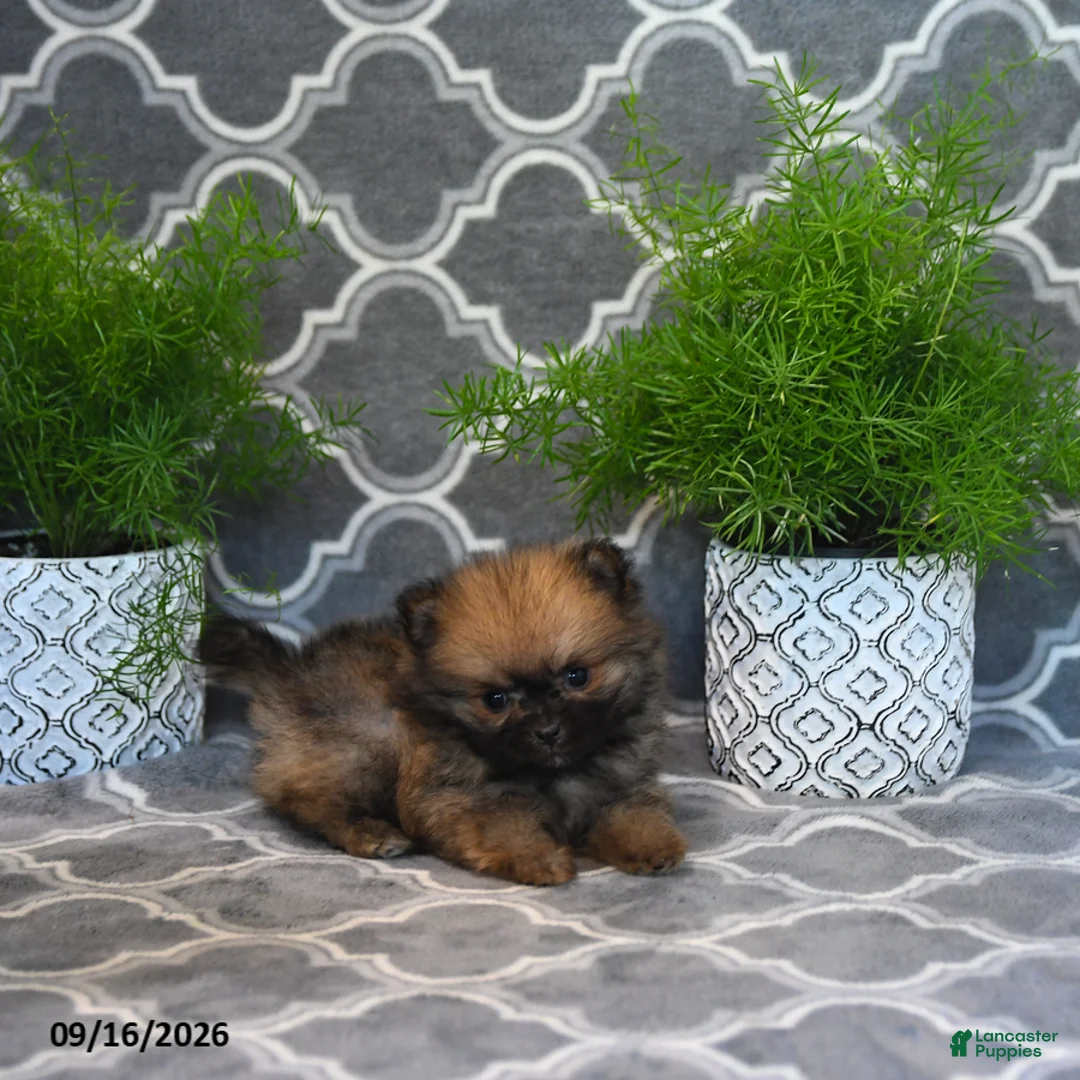 Pomeranian dogs for sale: Raina - Ad 2