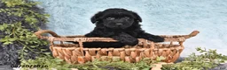 Havapoo dogs for sale: Glimmer - Ad 4