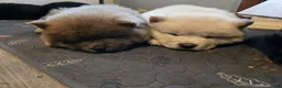 Chow Chow dogs for sale: Bluey - Ad 4