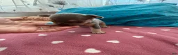 French Bulldog dogs for sale: French Bulldog 4 - Ad 3