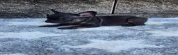 French Bulldog dogs for sale: Gus - Ad 5