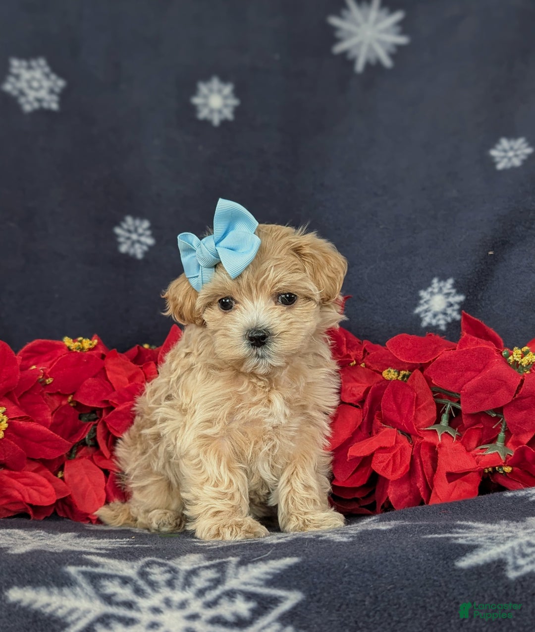 Maltipoo dogs for sale: Chrissa 7 lbs Full Grown - Ad 3
