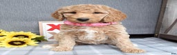 Standard Poodle dogs for sale: Camilla  - Ad 9