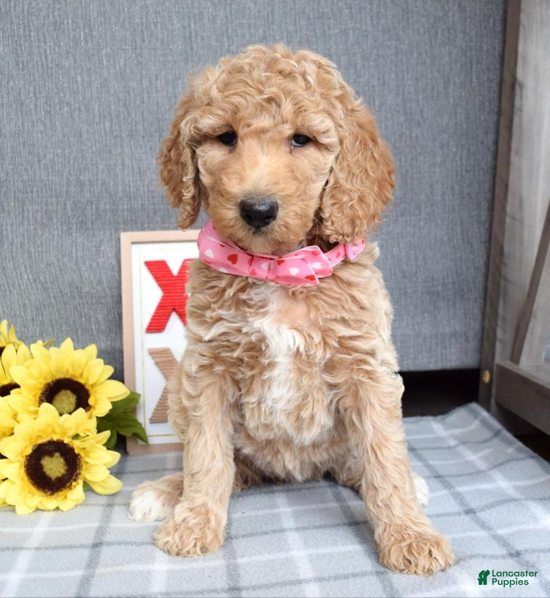 Standard Poodle dogs for sale: Camilla  - Ad 9