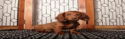 Miniature Dachshund dogs for sale: Hank - Sweet Mini Long Hair Dachshund  - Ad 2