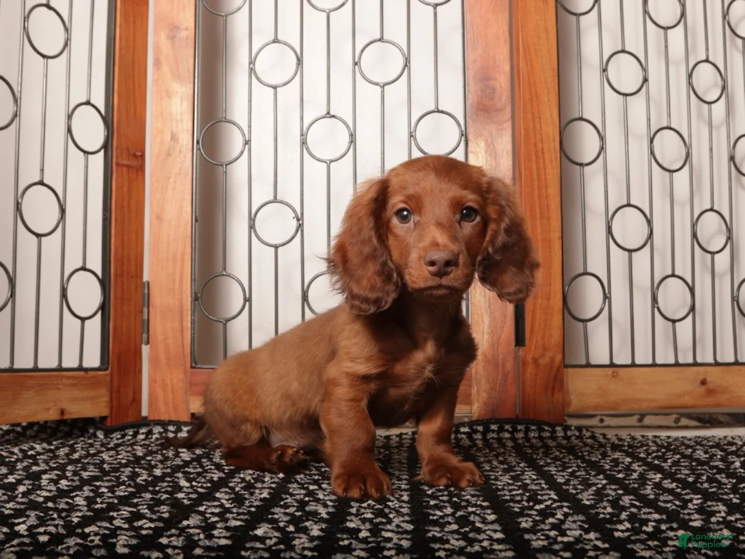 Miniature Dachshund dogs for sale: Hank - Sweet Mini Long Hair Dachshund  - Ad 2